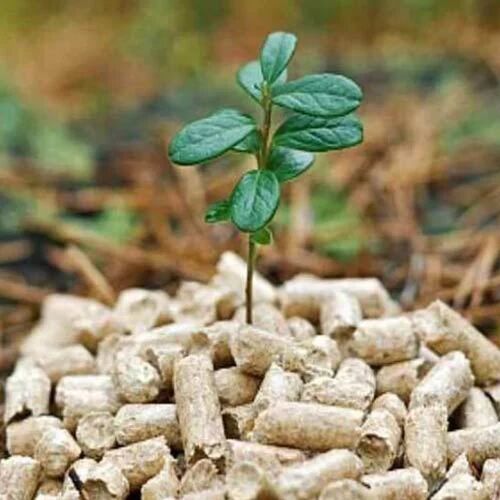 Light Brown Solid Pine Wood Mm Biomass Pellet For Industrial At Rs