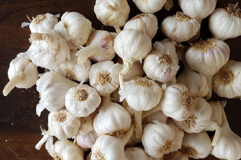 garlic