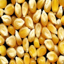 Common yellow corn maize, Style : Dried