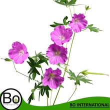 Flowers Geranium Oil, Purity : 100%pure