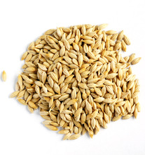 Barley, Style : Fresh