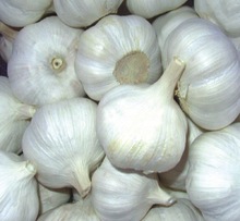 Garlic, Style : Fresh