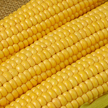 Yellow maize, Style : Fresh
