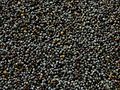 Poppy Seed, Color : Black
