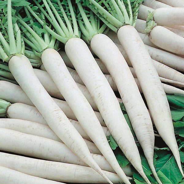 Fresh Radish, Color : White