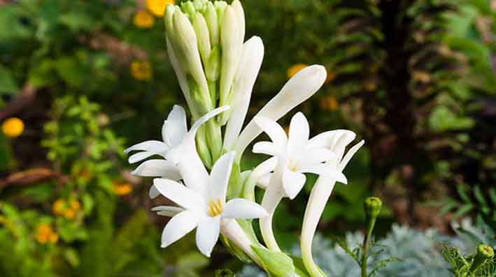Fresh Sampangi Flowers, for Home, Office, Hotel etc., Color : White