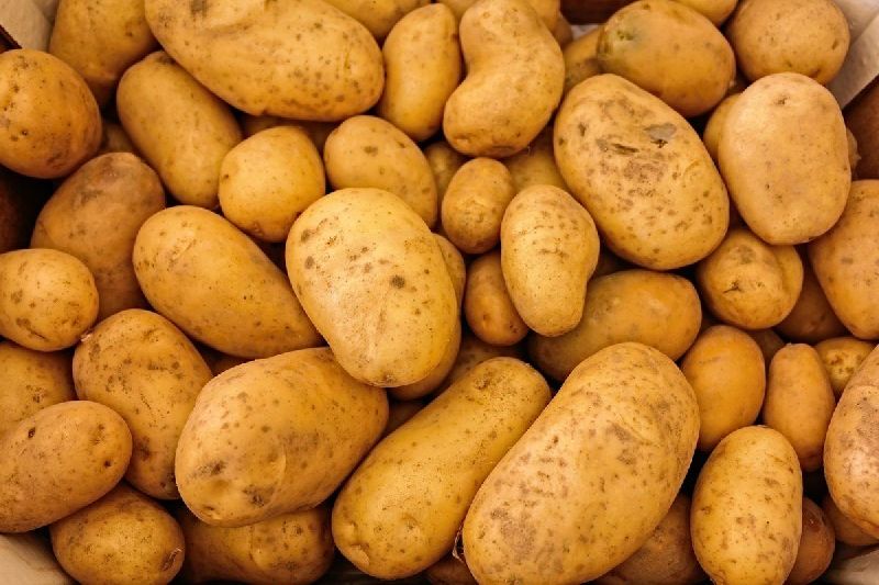 Organic fresh potato, for Home, Restaurant, Feature : Good In Taste, Healthy, Non Harmul