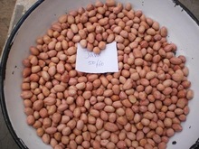 Roasted Peanuts