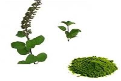 Natural Basil Leaves Powder, Style : Dried