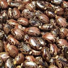 castor seed