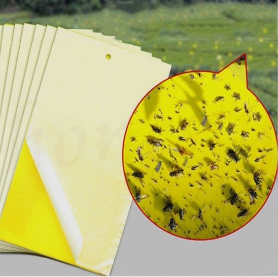 20cm30cm Yellow Insect Sticky Trap