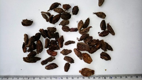 Organic Black Cardamom, Form : Pods