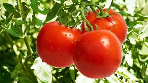 Fresh Tomato, Color : Red