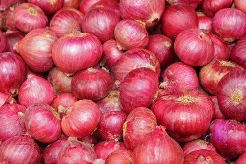 Organic fresh red onion, Packaging Type : Net Bag, Plastic Bag