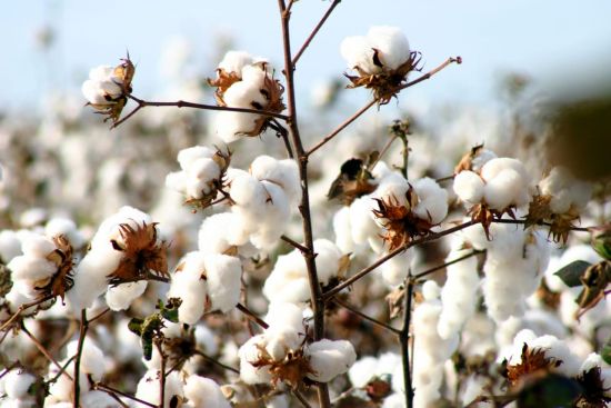 Raw cotton, Feature : Eco-Friendly