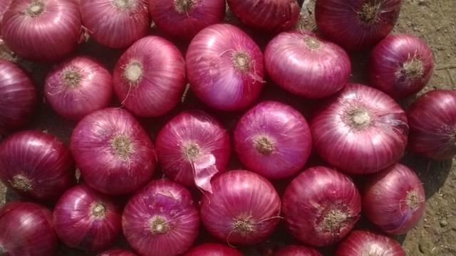 Organic fresh red onion, Certification : FSSAI Certified