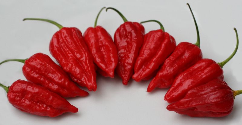 Fresh Naga Chili, Color : Red