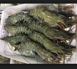 Chilka tiger prawn