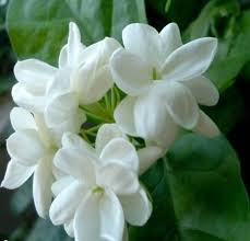 Jasmine Flower, Color : White