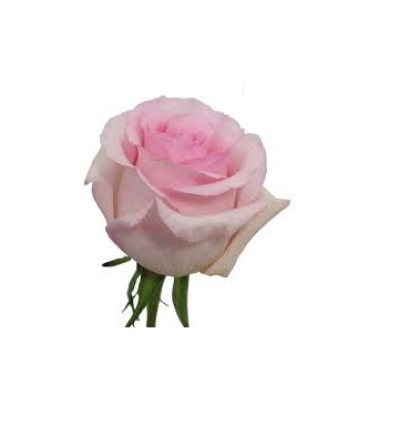 Natural Light Pink Rose Flower, for Gift, Decoration, Religious Purpose, Feature : Freshness