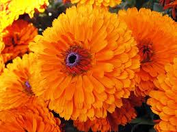 Organic Marigold Flower, Feature : Freshness