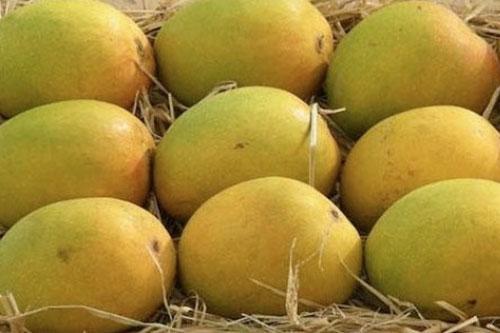 fresh alphonso mango