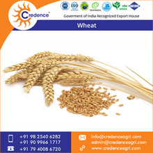 Long Wheat