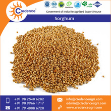 Sorghum grains, Color : White