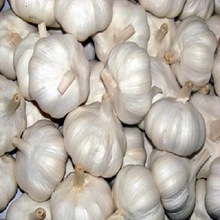 Dry white Garlic