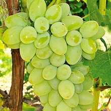 Buyer's Brand grapes, Grade : Grade