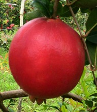 Pomegranates