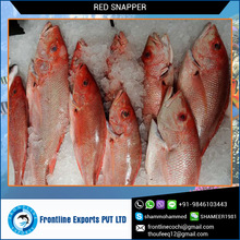 Frozen Red Snapper Fillet Fish, Packaging Type : Bulk