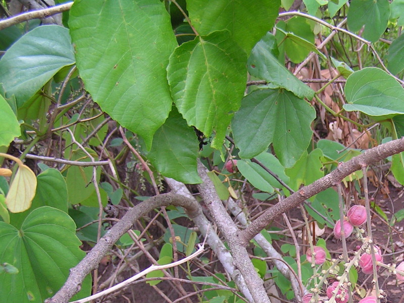 Alchornea Cordifolia Plant