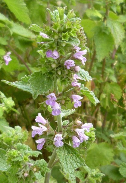 Black Horehound Plant