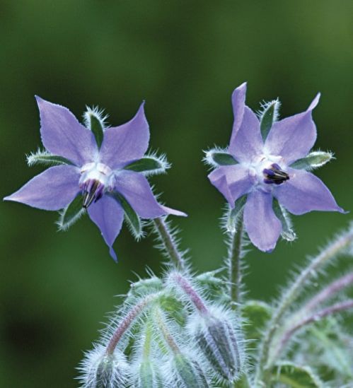 Borage Plant