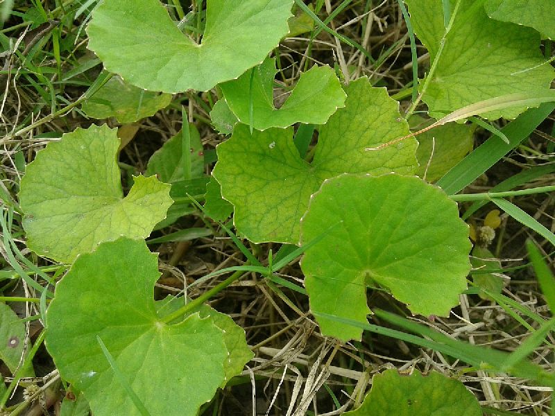 Centella Asiatica Plant