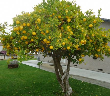 Citrus Limon Plant