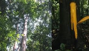 Enantia Chlorantha Bark