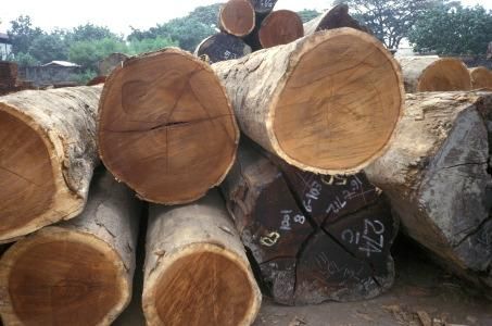 Iroko Wood Logs