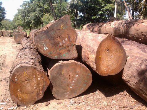 Pachyloba Wood Logs