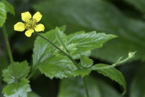 Wood Avens Plant
