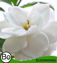 Herbal Flowers Gardenia Oil, Certification : CE, EEC, FDA, GMP, MSDS, SGS