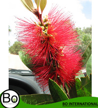 Bo International Flowers Niaouli Organic Essential Oil, Purity : 100 %