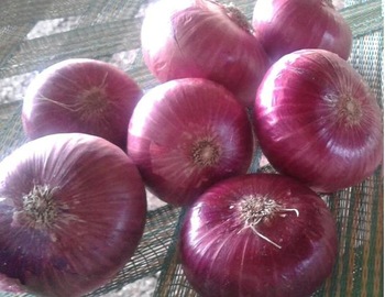 SITCO Round Big Red Onions, Certification : ISO