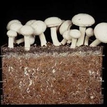 COCO PEAT LOW EC FOR MUSHROOMS CULTIVATION