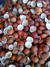 SITCO Common Dry Coconut/Copra