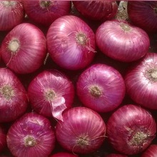 SITCO Round Common Nasik Onion-Fresh Onion