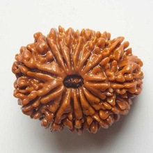 Organic Material fourteen mukhi rudraksha