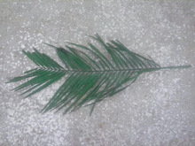 preserved Palm leaf