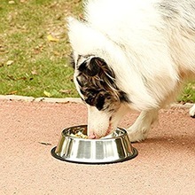 Anti Skid Pet Bowl Food Bowl, for Dogs, Size : Customized Size